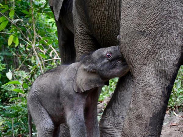 Elephant conservation volunteering in Thailand