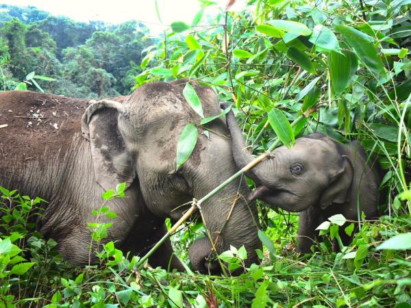 Elephant conservation volunteering in Thailand