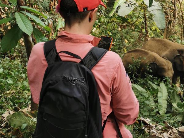 Elephant conservation volunteering in Thailand