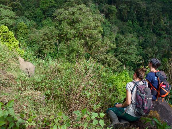 Elephant conservation volunteering in Thailand