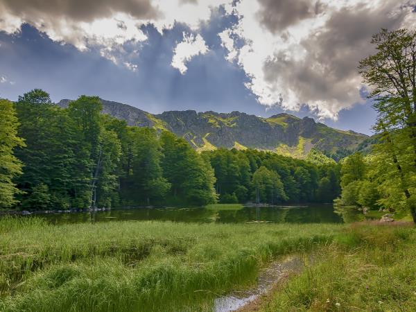 Brown bear tracking in Northern Greece