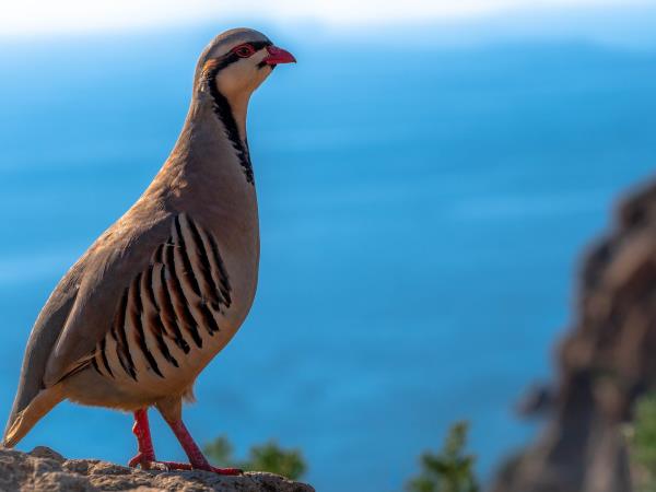 Lesvos birdwatching holiday in Greece