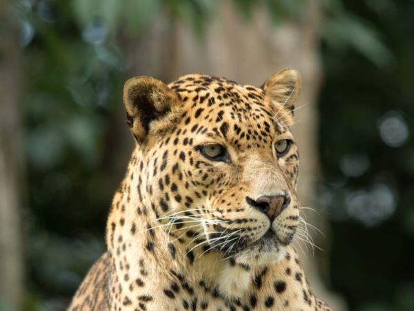 Luxury holiday in Sri Lanka