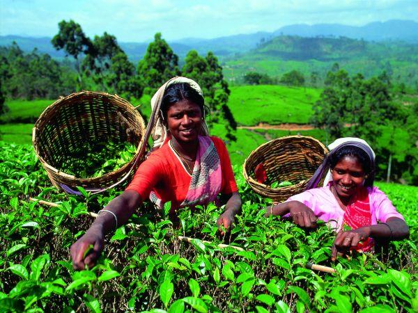 Luxury holiday in Sri Lanka