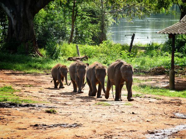 Sri Lanka luxury camping & wildlife holiday