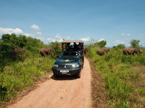 Sri Lanka luxury camping & wildlife holiday