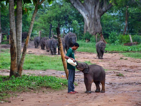 Sri Lanka wildlife holiday, tailor made