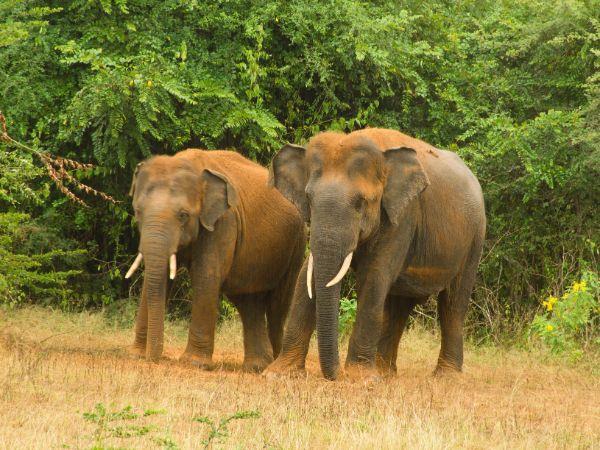Sri Lanka wildlife holiday, tailor made