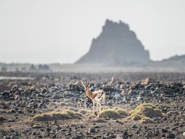 Somaliland and Djibouti tailor made tour
