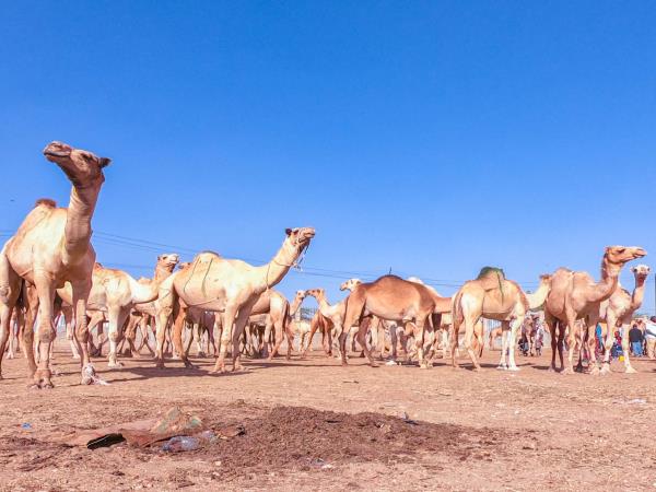 Somaliland and Djibouti tailor made tour