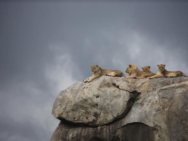 Tanzania lodge safari