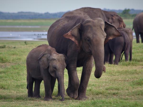 Tailor made classic family holiday to Sri Lanka