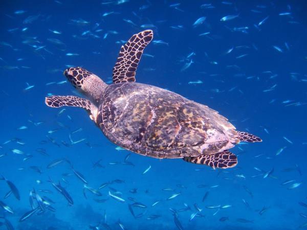 Maldives private gulet cruise holiday