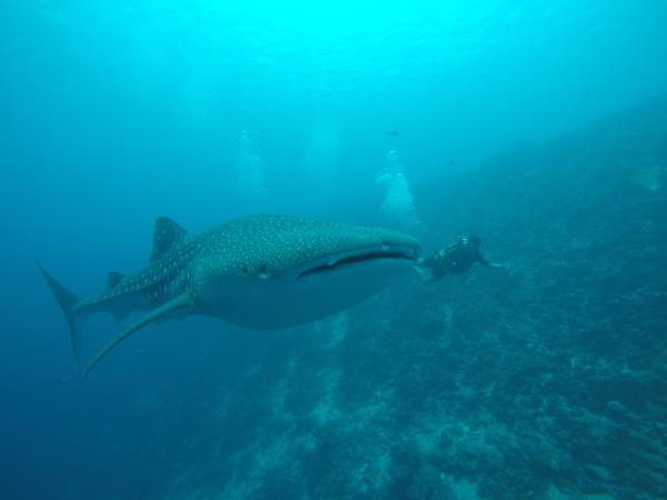 Maldives boutique dive holiday, Dhigurah Island