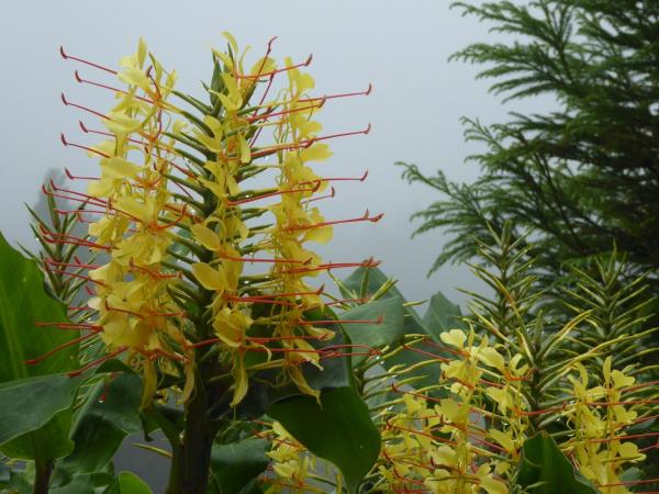 Walking holiday in the Azores
