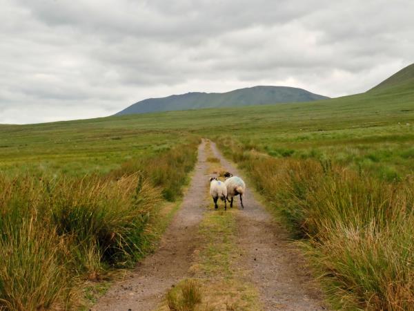 Dingle Peninsula self guided walking holiday