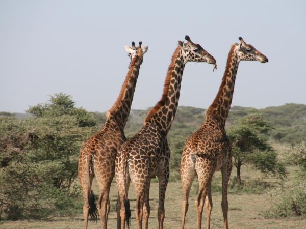 Highlights of Botswana luxury safari