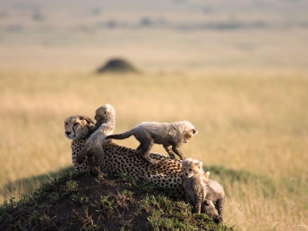 Highlights of Botswana luxury safari