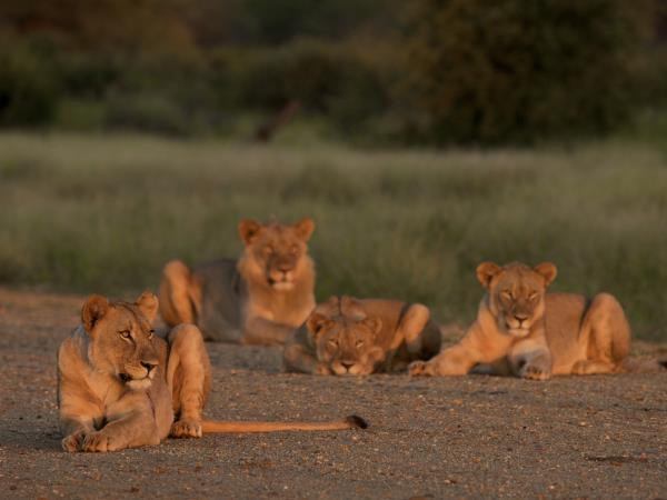 Highlights of Botswana luxury safari