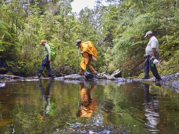 Pacific coast trekking in Southern Chile