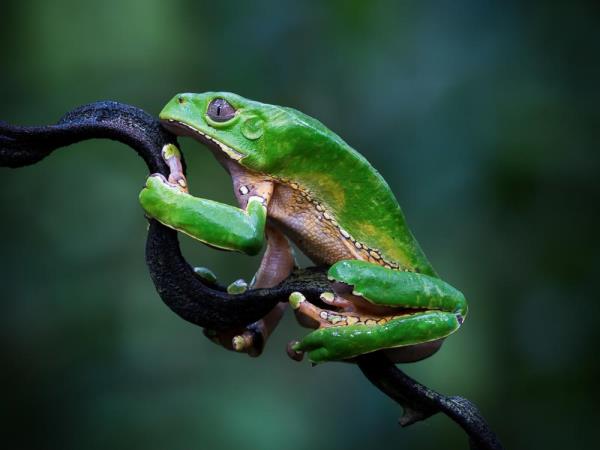 Amazon wildlife photography holiday in Peru