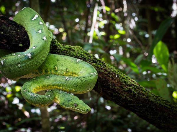 Amazon wildlife photography holiday in Peru