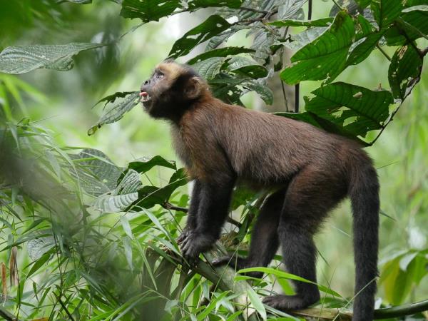 Amazon wildlife photography holiday in Peru