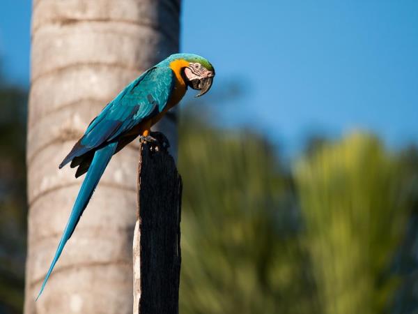 Amazon wildlife photography holiday in Peru