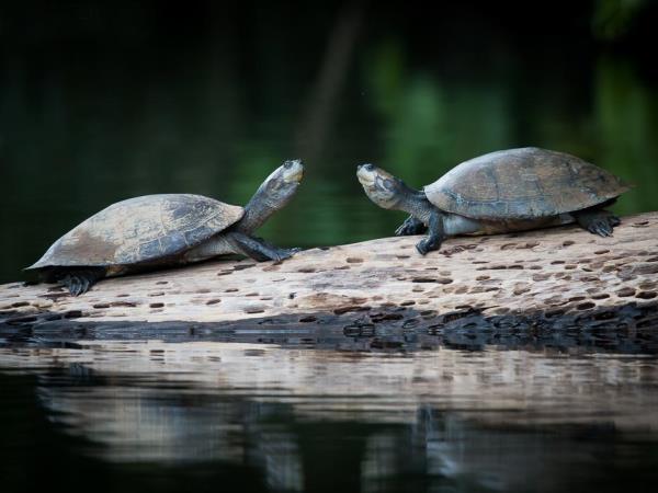 Amazon wildlife photography holiday in Peru