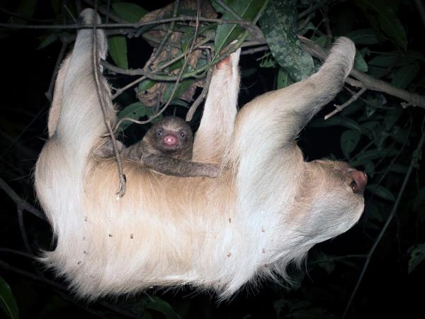 Amazon wildlife photography holiday in Peru