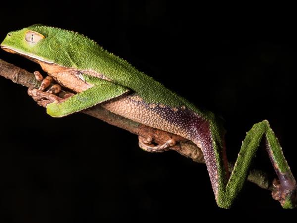 Wildlife photography internship in the Peruvian Amazon