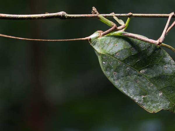 Wildlife photography internship in the Peruvian Amazon