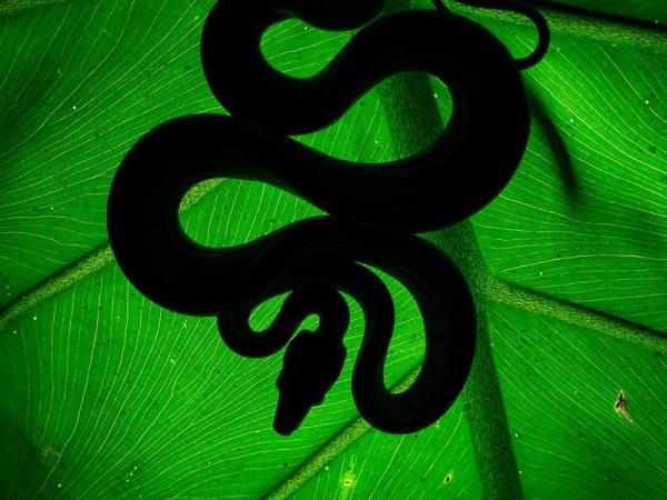 Wildlife photography internship in the Peruvian Amazon