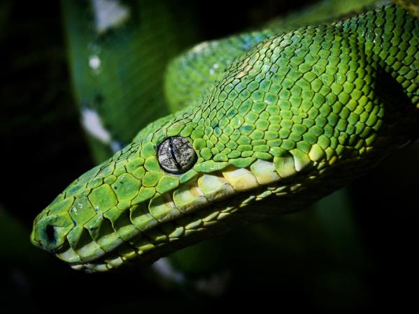 Wildlife photography internship in the Peruvian Amazon