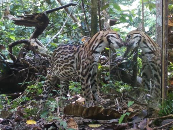 Wildlife photography internship in the Peruvian Amazon