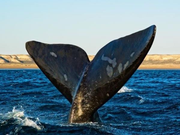 Patagonia tailor made holiday, Argentina and Chile