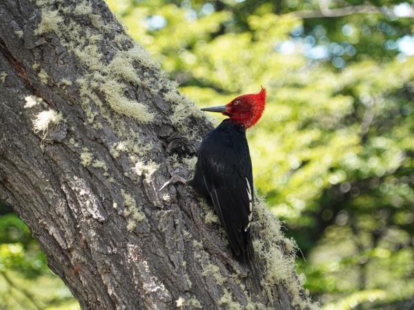 Patagonia holidays, 2 week tailor made tour