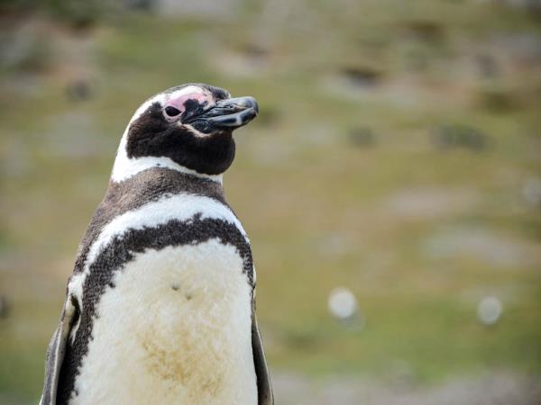Southern Chile holiday, Lake District and Patagonia
