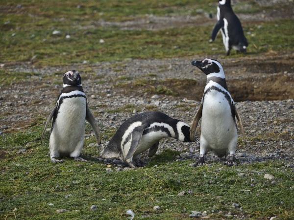 Southern Chile holiday, Lake District and Patagonia