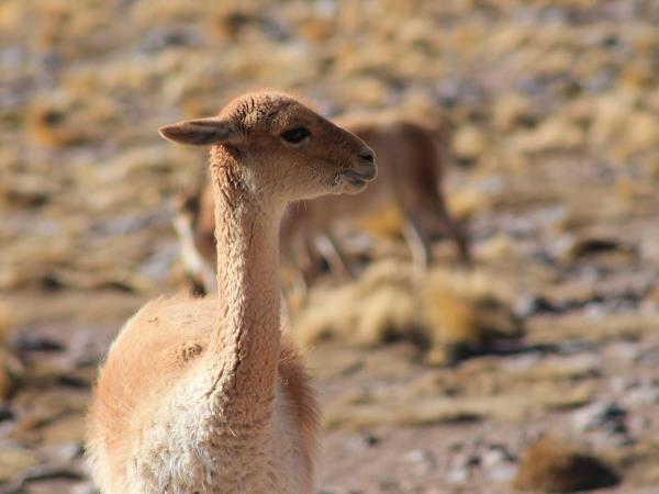 Easter Island to Atacama holiday in Chile