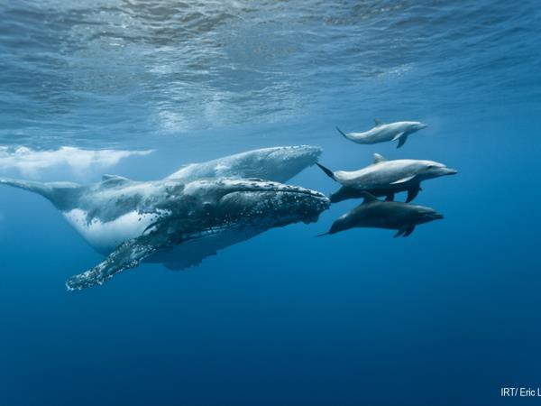 Swim with whales & dolphins holiday, Reunion
