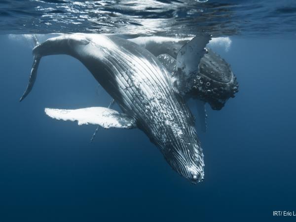 Swim with whales & dolphins holiday, Reunion