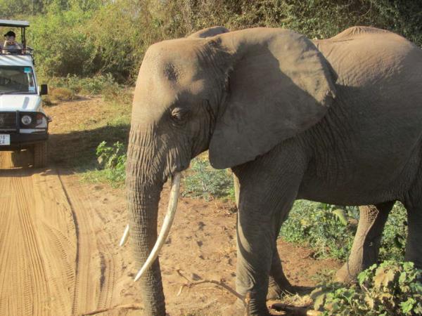 Kilimanjaro Lemosho trek and safari in Tanzania