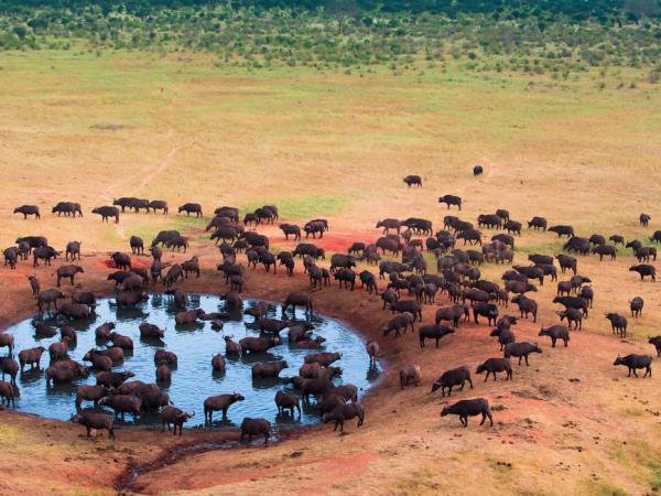 Tanzania wildlife holiday, Serengeti safari