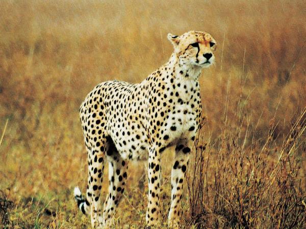 Tanzania wildlife holiday, Serengeti safari