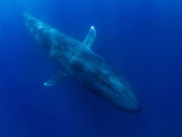 Swim with blue whales holiday, Timor Leste