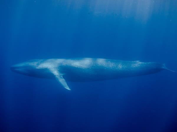 Swim with blue whales holiday, Timor Leste