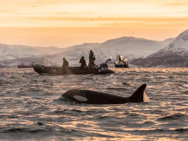 Swim with orcas in Norway, Northern Lights