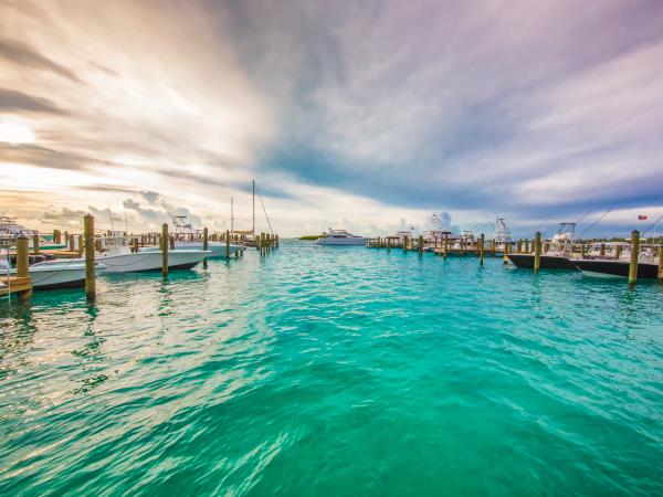 Swim with dolphins and sharks in Bahamas
