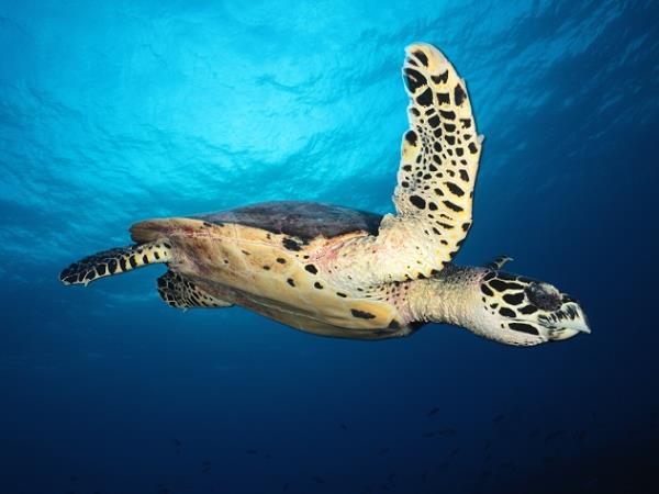 Whales and wildlife tour in Tahiti